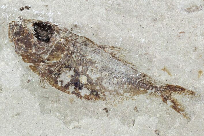 Cretaceous Fossil Fish (Armigatus) - Lebanon #102562